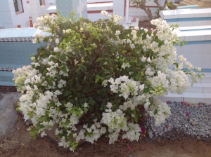 Fête du Nouvel An (10)