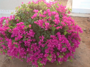 Fête du Nouvel An (7)