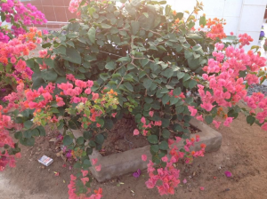 Fête du Nouvel An (9)