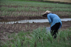 Promenage à travers l'île (1)