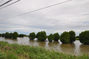 Promenage à travers l'île (10)
