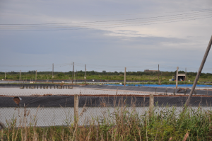 Promenage à travers l'île (11)