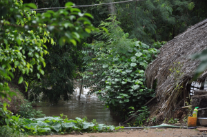 Promenage à travers l'île (18)